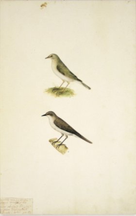 57 Swedish Birds . Motacilla (Wagtail)