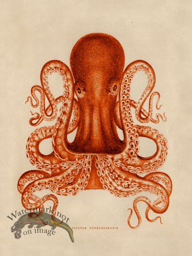 (image for) Octopus Orange 02