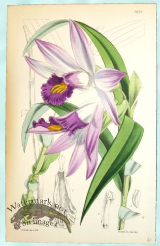 Curtis Orchids 04