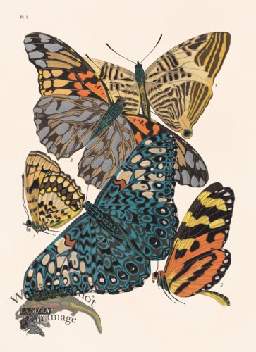 (image for) Seguy Butterfly 03