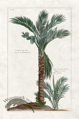 (image for) Buchoz Palm 01