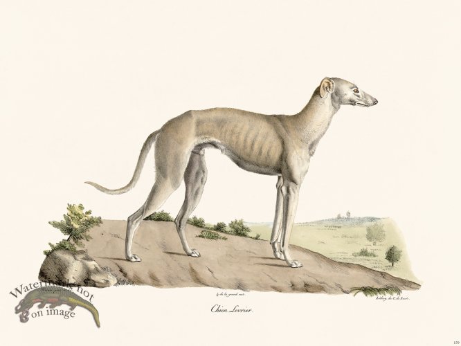 (image for) Cuvier 159 Dog Lure