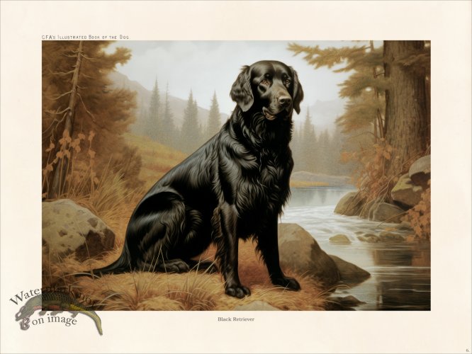 (image for) CFA Dog Black Retriever 06