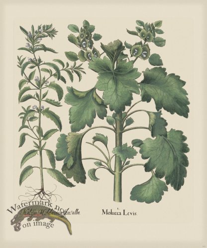 (image for) Besler 227 Colored B2