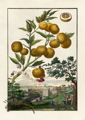 (image for) Volckamer 072