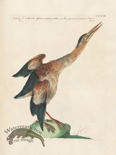 (image for) Manetti 418