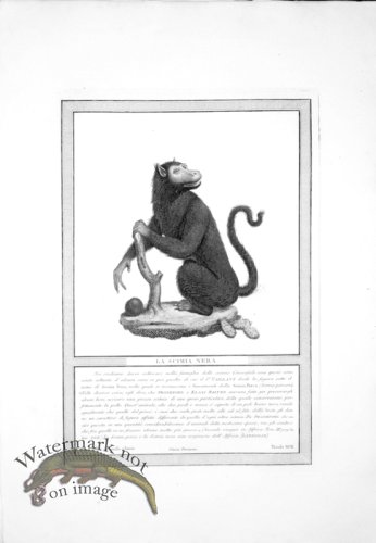 (image for) The_Monkeys_25