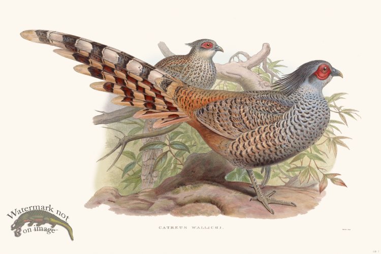 (image for) Gould Game Bird 007