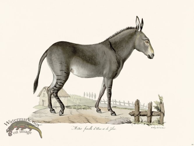 (image for) Cuvier 069 Female Mix of Zebra and Donkey