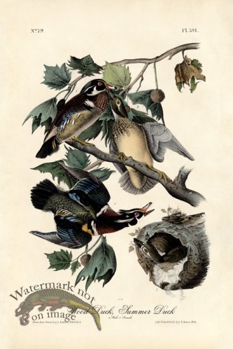 (image for) Wood Duck