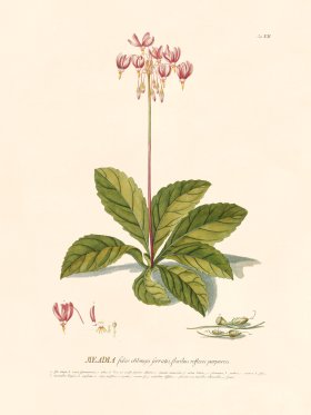 (image for) Trew Botanical 12