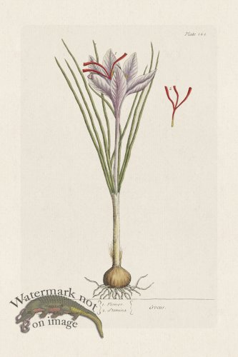 (image for) BEE 144 Saffron