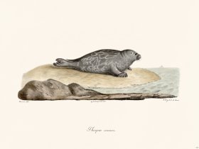 Cuvier 415 Common Themes