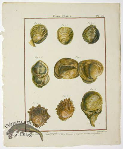 (image for) Diderot Shell 19