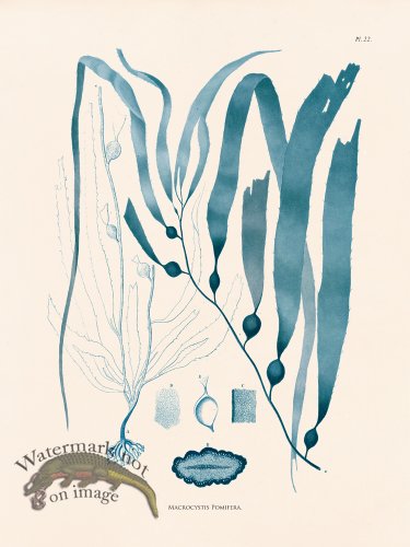 (image for) Oceanie 22