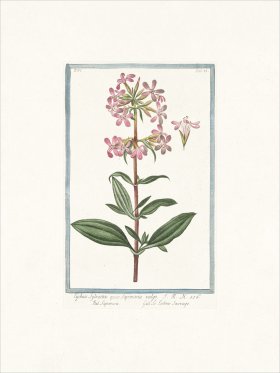 Bonelli 533 Saponara