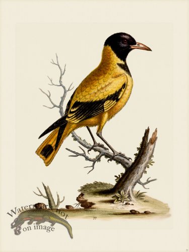 (image for) Edwards 077 Indian Icterus