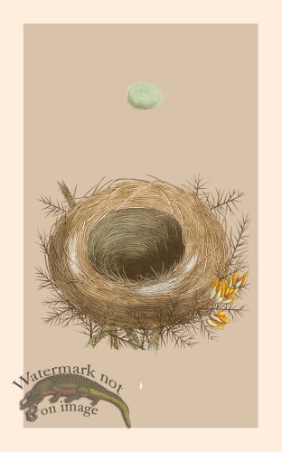 Morris Nest 01