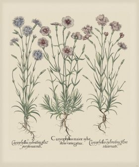 Besler 316 Colored B2