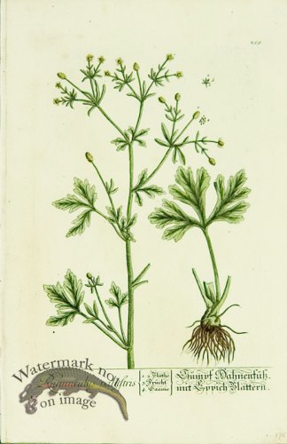 (image for) Blackwell German 125