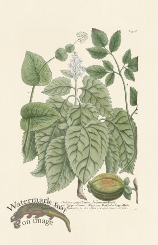 (image for) Weinmann PL 925