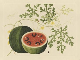 Andalas Botanicals 15
