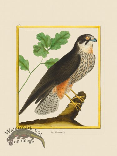 (image for) Martinet Bird 432