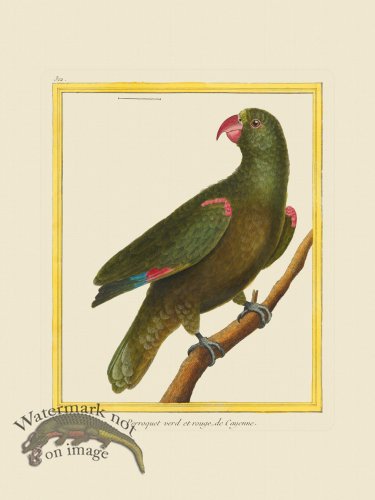 (image for) Martinet Bird 312
