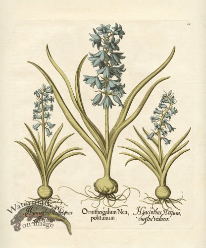 Besler Botanical 044 BG