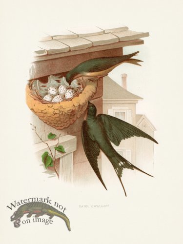 (image for) Thomas Gentry Bird 39