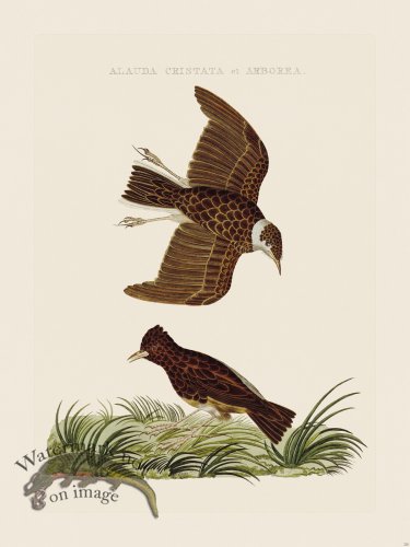 (image for) Nozeman Bird 220