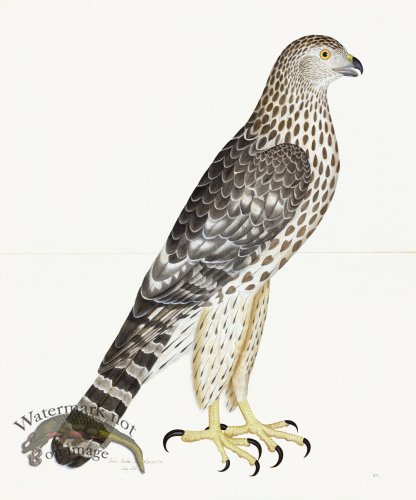 (image for) Rudbeck 032 Goshawk 20x24