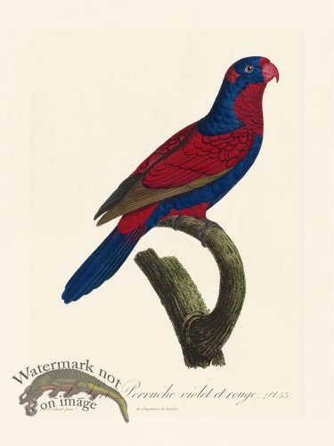 (image for) Barraband Parrot 053