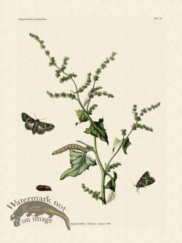 (image for) Wilkes Butterflies 042
