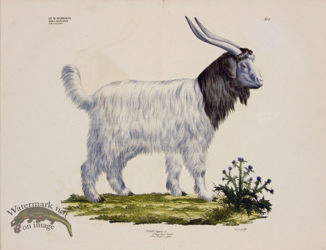 Goldfuss Cashmere Goat
