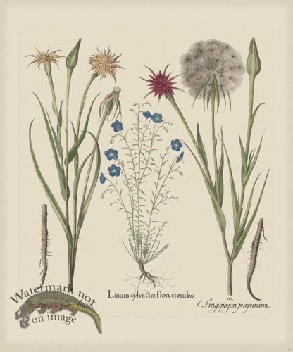 (image for) Besler 162 Colored B2