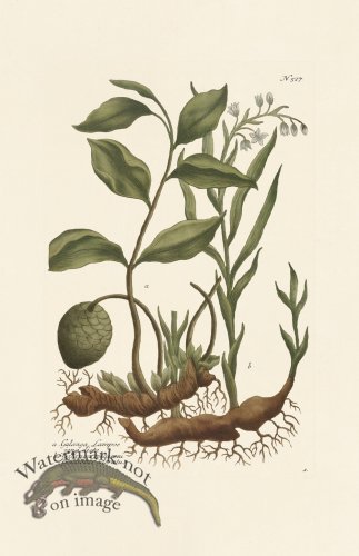 (image for) Weinmann PL 527