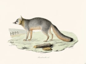 Cuvier 168 Tricolor Fox