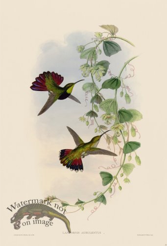 (image for) Gould Hummingbird 079