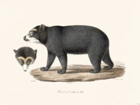 Cuvier 132 Spectacled Bear