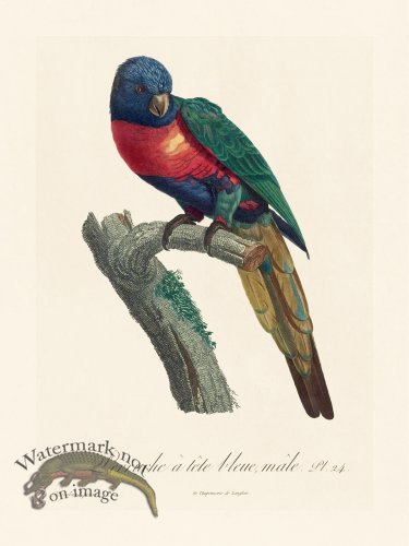 (image for) Barraband Parrot 024