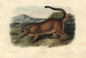 (image for) The Cougar . Male