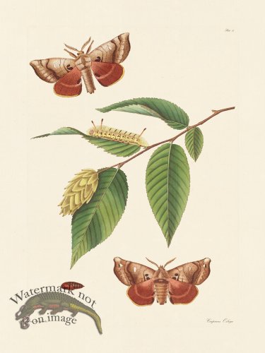 (image for) Abbot Butterfly 076