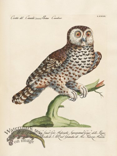 (image for) Manetti 090