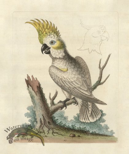 (image for) Edwards Parrot 37.jpg