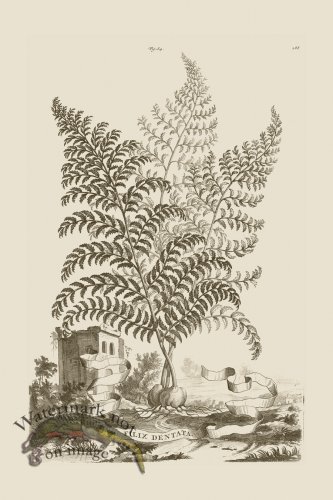 (image for) Abraham Munting 084