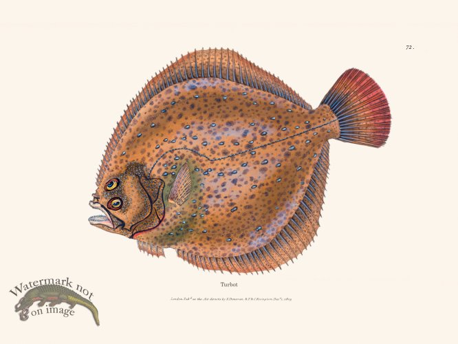 (image for) 072 Turbot