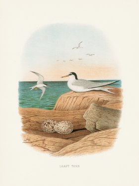 Thomas Gentry Bird 42