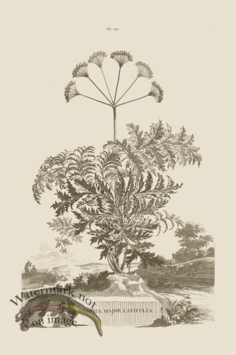 (image for) Abraham Munting 230