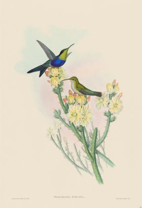 Gould Hummingbird 101